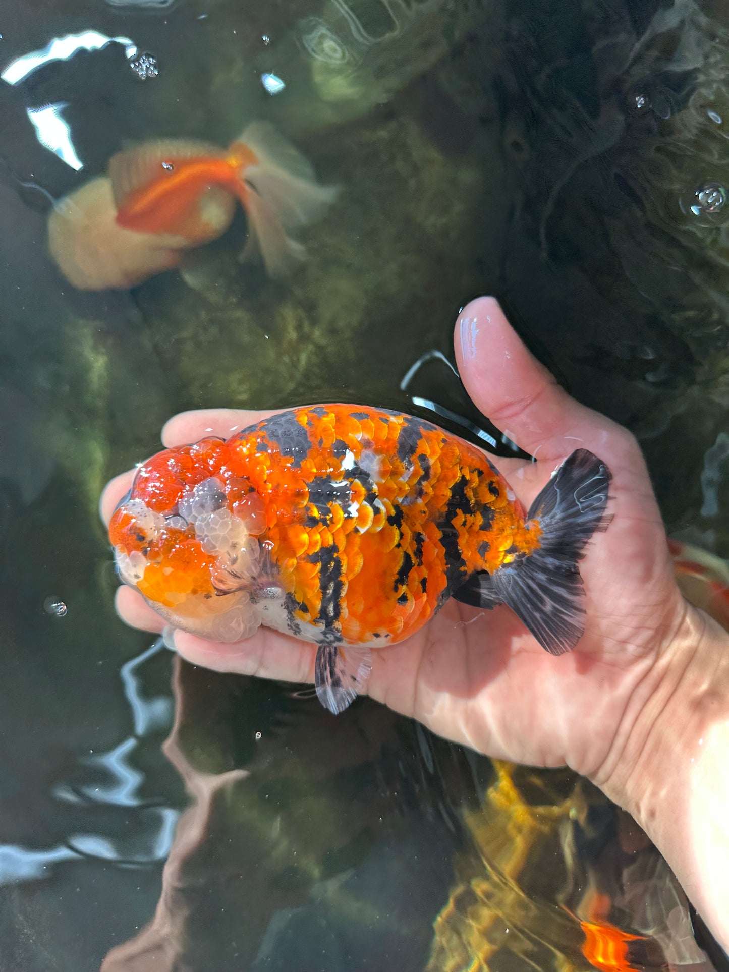 RARE AAA Grade Special Tricolor Tiger LionQueen 5.5 inches #082225LC_01