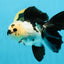 A Grade Panda Oranda Female 5.5-6 inches #121324OR_16