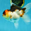 🌋 A Grade Tricolor Oranda Female 4.5 inches #041825OR_15