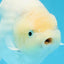 A Grade Snow White Sakura Ranchu Male 5.5 inches #110725RC_15