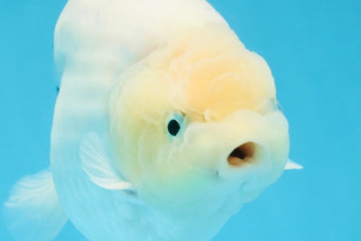 A Grade Snow White Sakura Ranchu Male 5.5 inches #110725RC_15