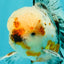AAA Grade Calico Oranda Male 6-6.5 inches #070626OR_16