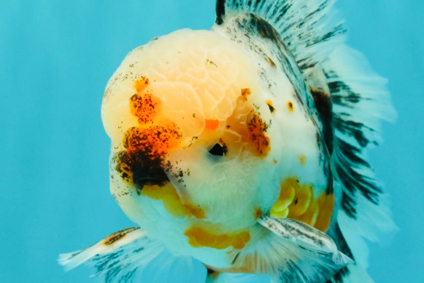 AAA Grade Calico Oranda Male 6-6.5 inches #070626OR_16