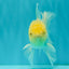 A Grade White Oranda Male 5-5.5 inches #081426OR_12