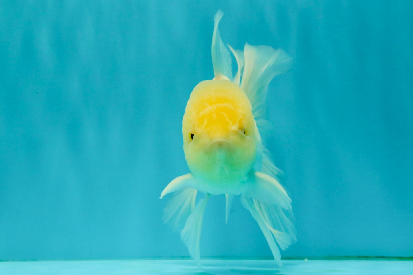 A Grade White Oranda Male 5-5.5 inches #081426OR_12