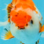A Grade Red White Oranda Male 5.5-6 inches #040326OR_13