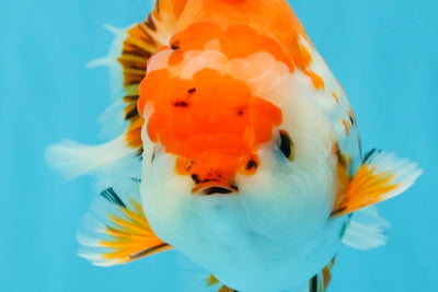 A Grade Red White Oranda Male 5.5-6 inches #040326OR_13