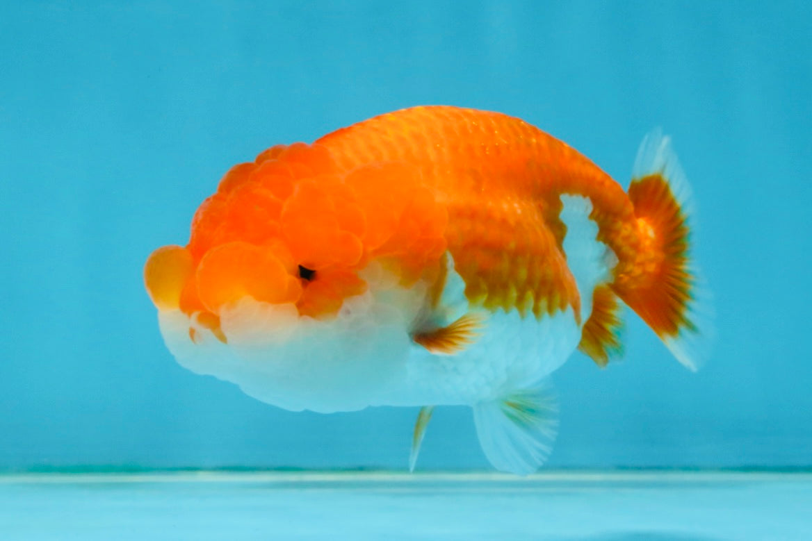 Red White Lionchu Female 4 inches #121225LC_11