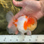 A Grade Sakura Oranda Male 4.5-5 inches #053025OR_28