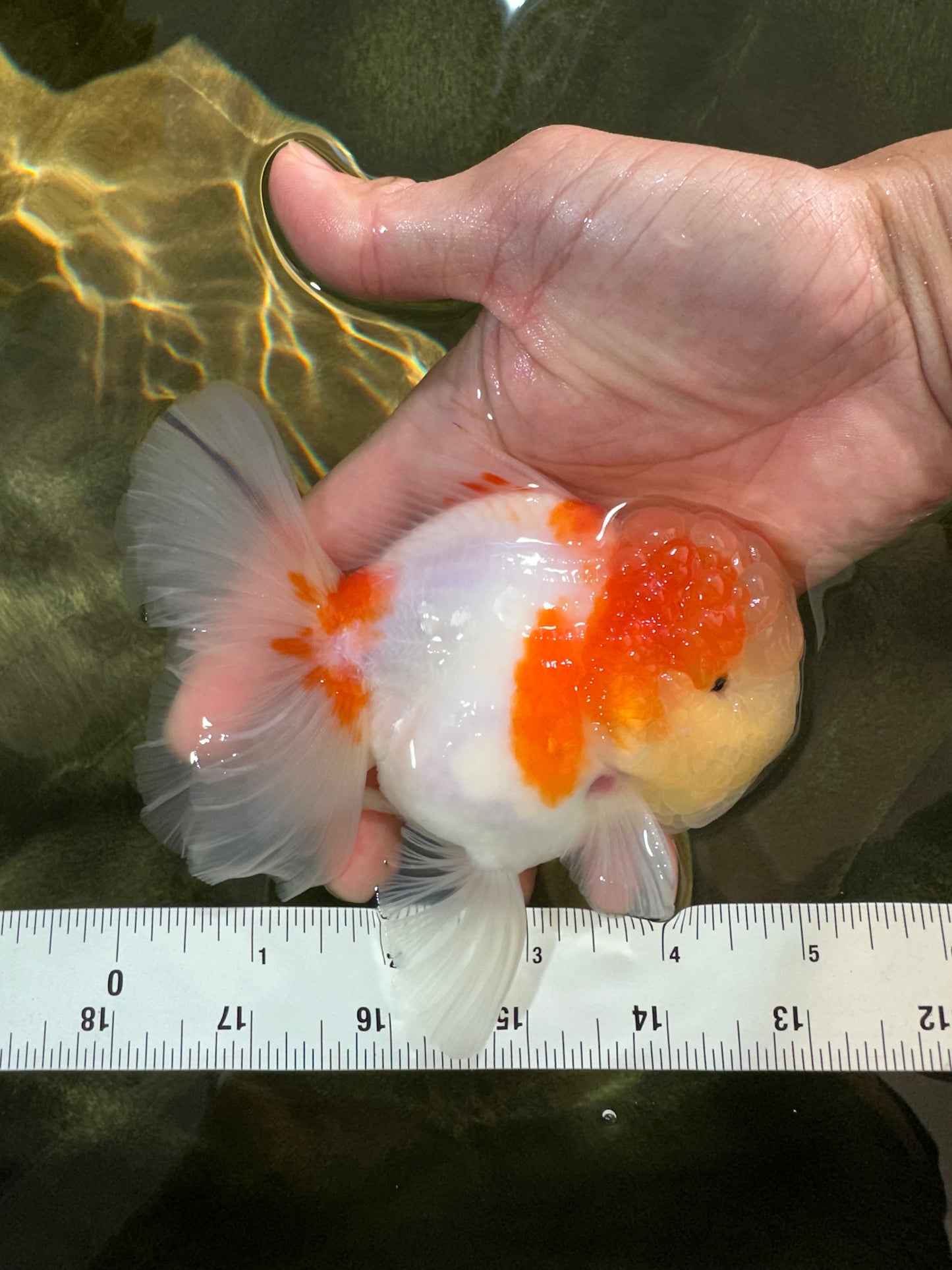 A Grade Sakura Oranda Male 4.5-5 inches #053025OR_28