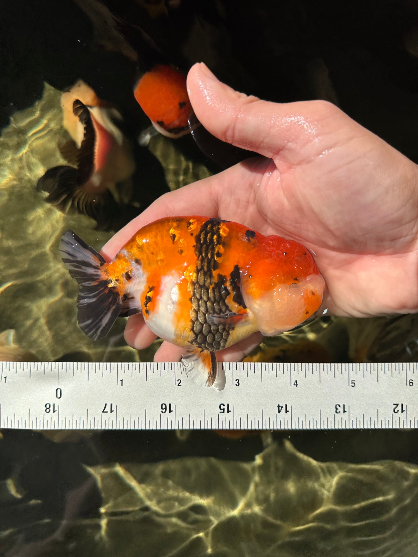 A Grade Tricolor Tiger LionKing 4.5 inches #052325LC_16