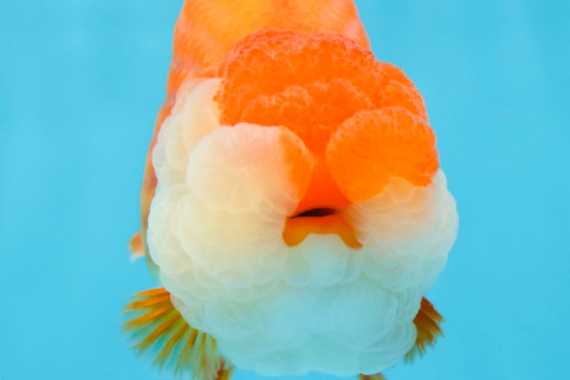 A Grade Royal Candy Chunk Red White LionKing 4-4.5 inches #062025LC_05