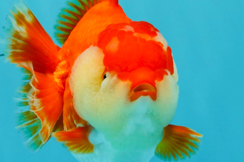 AAA Grade Godzilla Red White Yuanbao Female 5-5.5 inches #030626YB_12