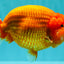 BIG CHEEK AAA Grade Super Hybrid Buffalo Red Ranchu Male 6 inches #100226RC_21