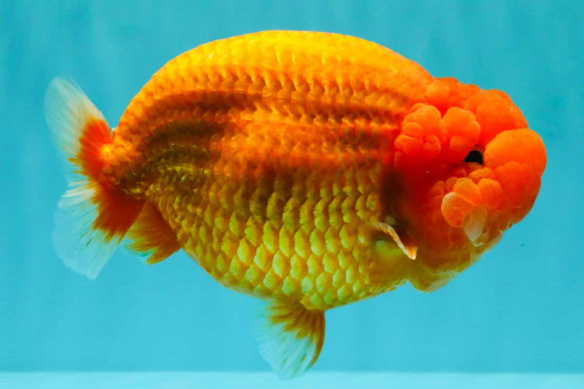 BIG CHEEK AAA Grade Super Hybrid Buffalo Red Ranchu Male 6 inches #100226RC_21
