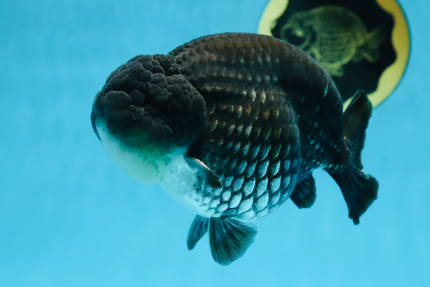 AAA Grade Black Blue LionKing 5.5 inches #082225LC_03