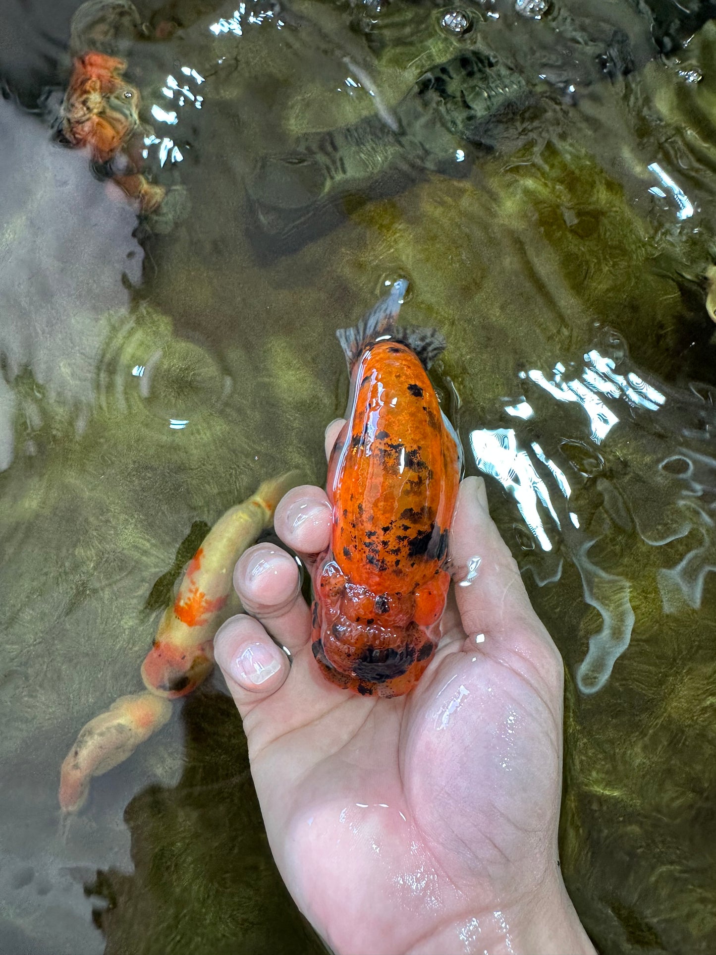 AAA Grade Tiger LionQueen 4.5 inches #051625LC_02