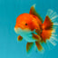 A Grade Red White Oranda Male 5.5-6 inches #041726OR_13
