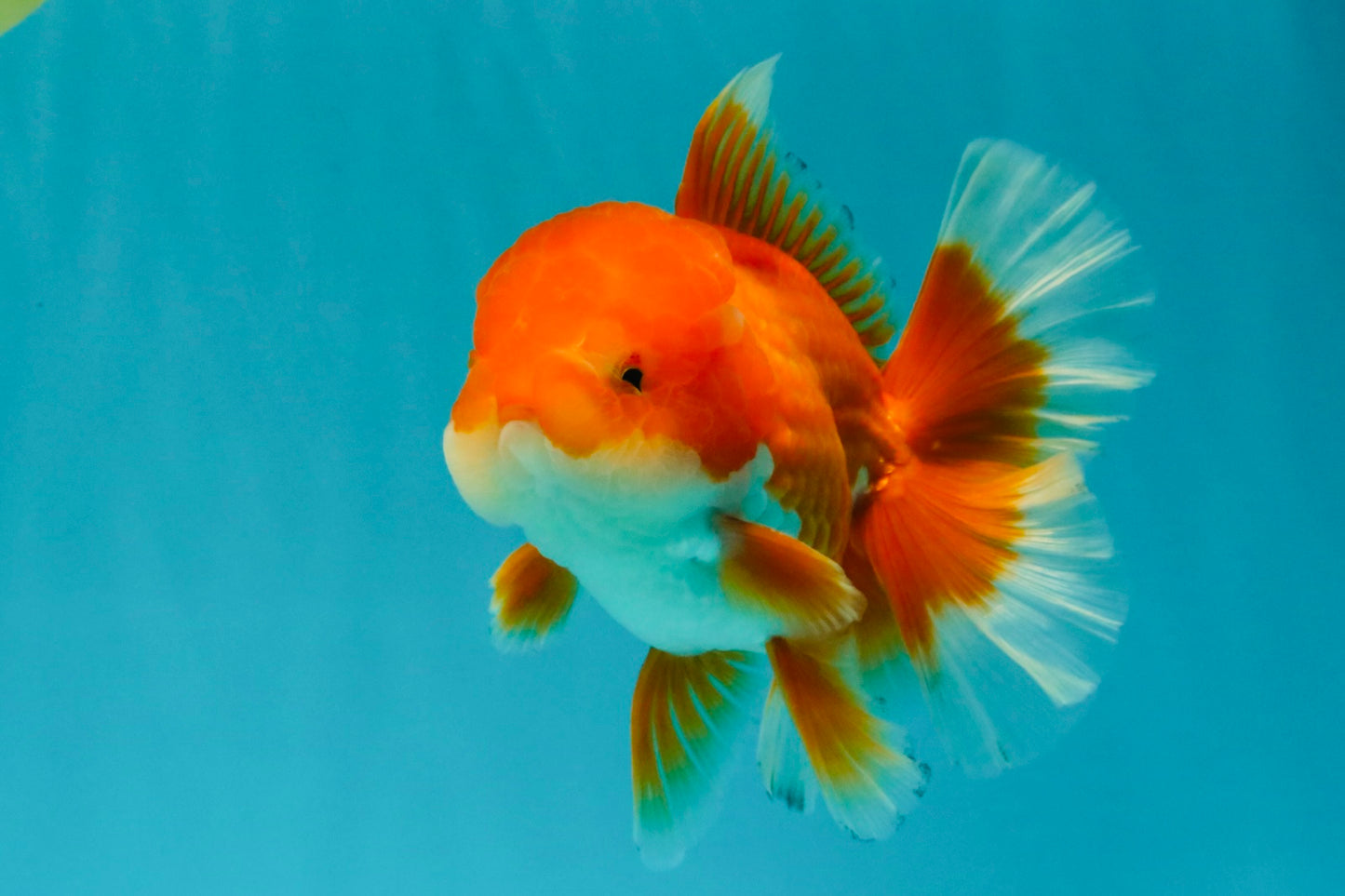 A Grade Red White Oranda Male 5.5-6 inches #041726OR_13