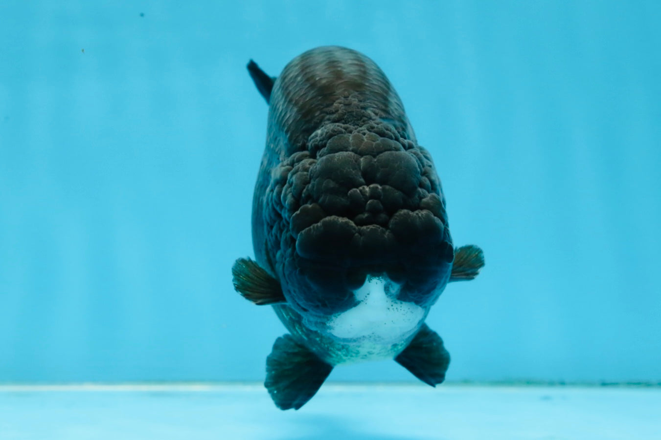 AAA Grade Black Strong Body Structure LionQueen 5.5 inches #101725LC_21