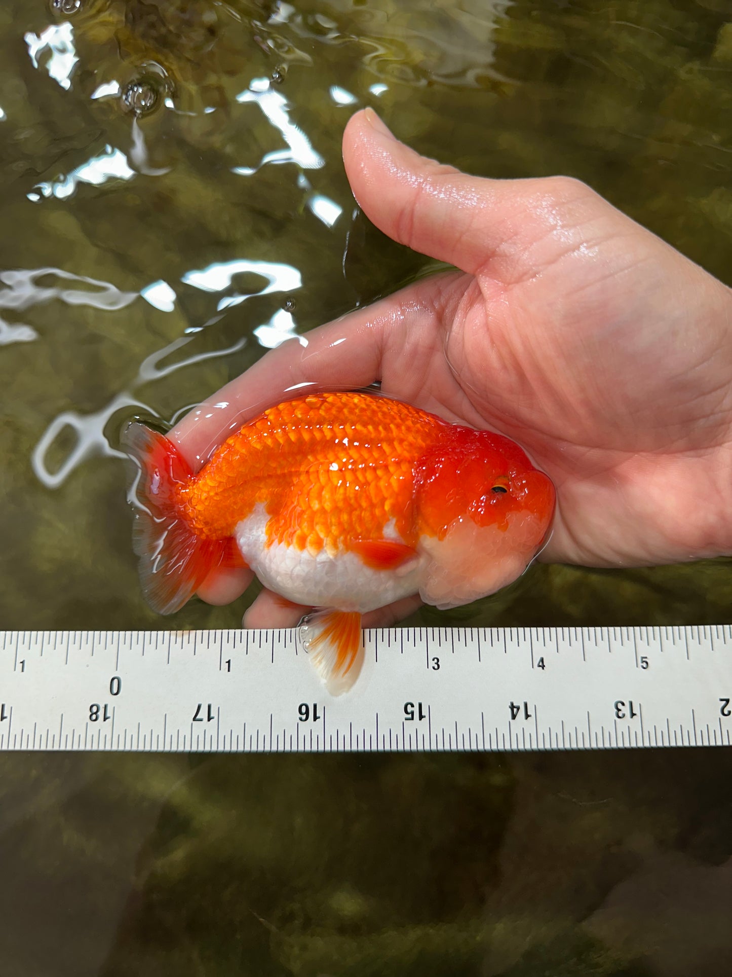 AAA Grade Red White LionKing 4-4.5  inches #053025LC_11