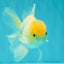 AAA Grade White Oranda Male 5.5 inches #072426OR_13