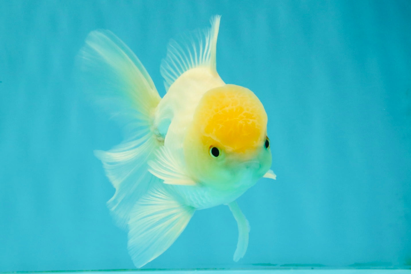 AAA Grade White Oranda Male 5.5 inches #072426OR_13