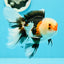 AAA Grade Tricolor Oranda Male 4.5-5 inches #0510OR_08