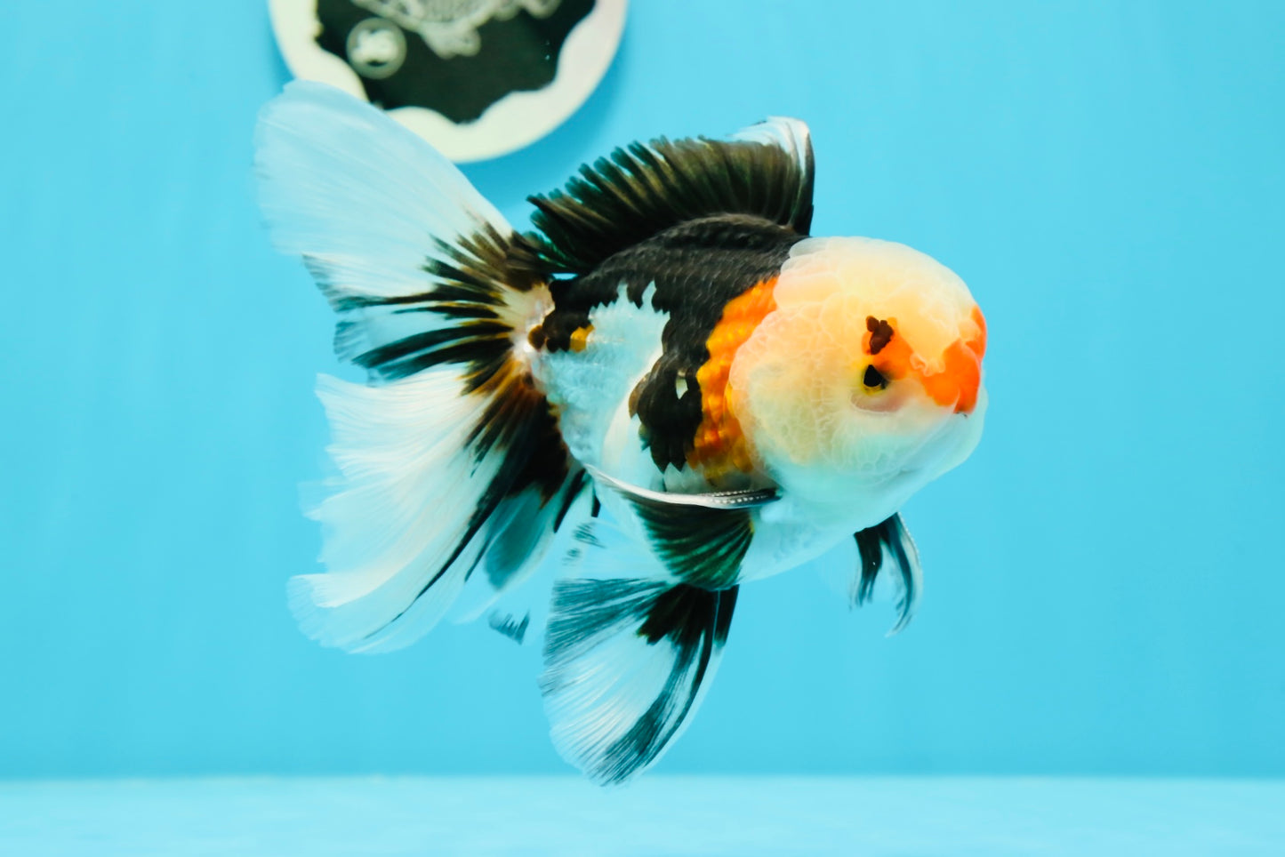 AAA Grade Tricolor Oranda Male 4.5-5 inches #0510OR_08