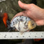 White Tiger Ranchu Male 5 inches #072426RC_34