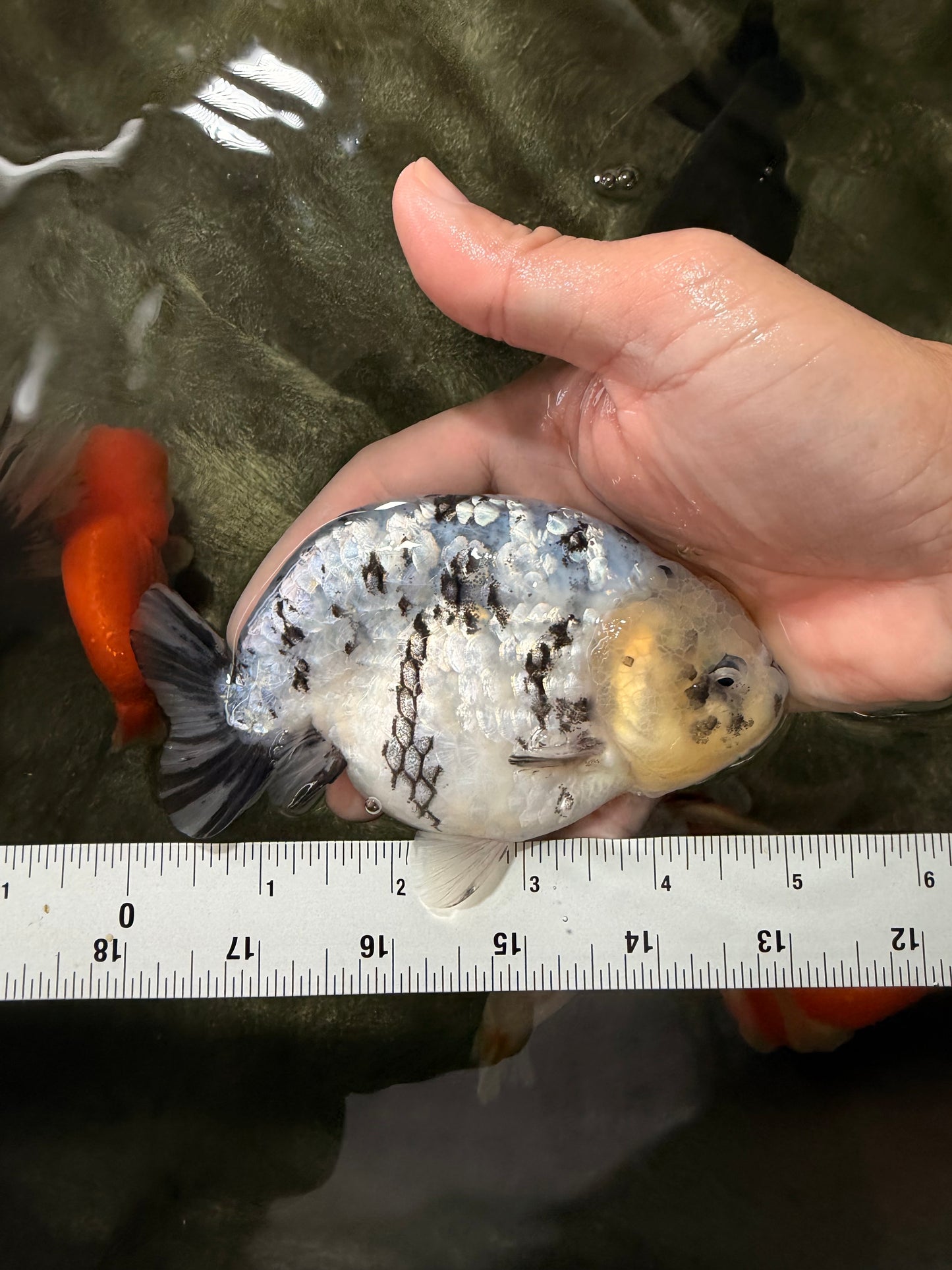 White Tiger Ranchu Male 5 inches #072426RC_34