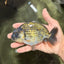 Black Copper Ranchu Female 5-5.5 inches #081426RC_24