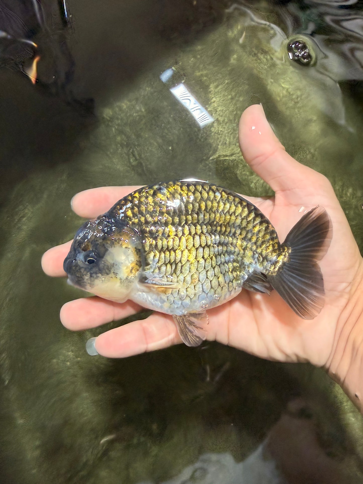 Black Copper Ranchu Female 5-5.5 inches #081426RC_24