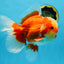 AAA Grade Red White Oranda Male 6.5 inches #080125OR_08