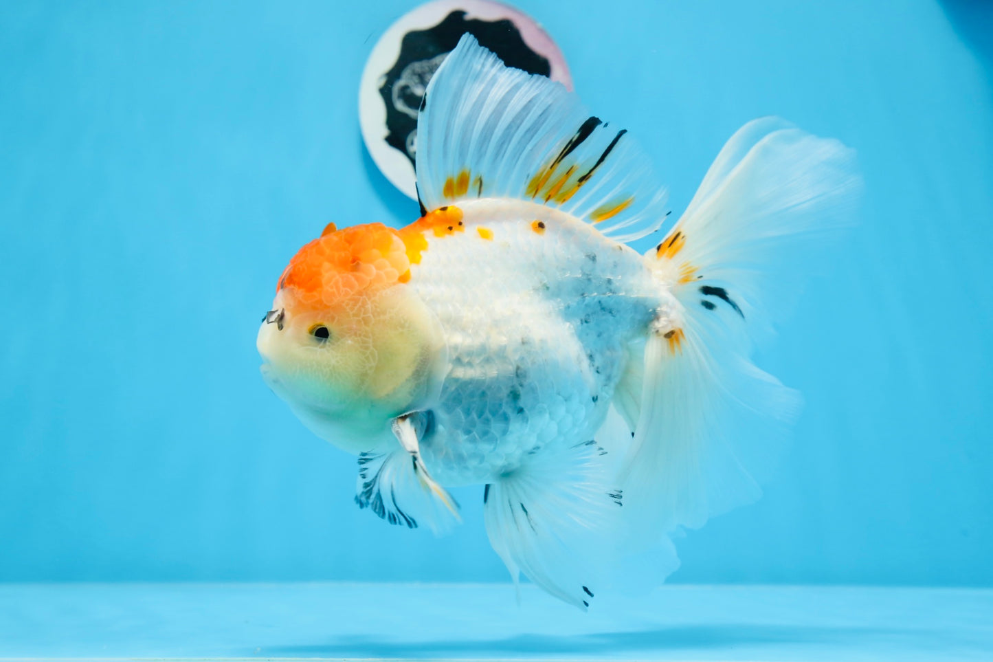 A Grade Tricolor Unique Color Mark Oranda Male 7 inches #0706OR_06