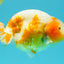 BEAUTY Sakura Chinese Ranchu Male 5-5.5 inches #032026RC_31