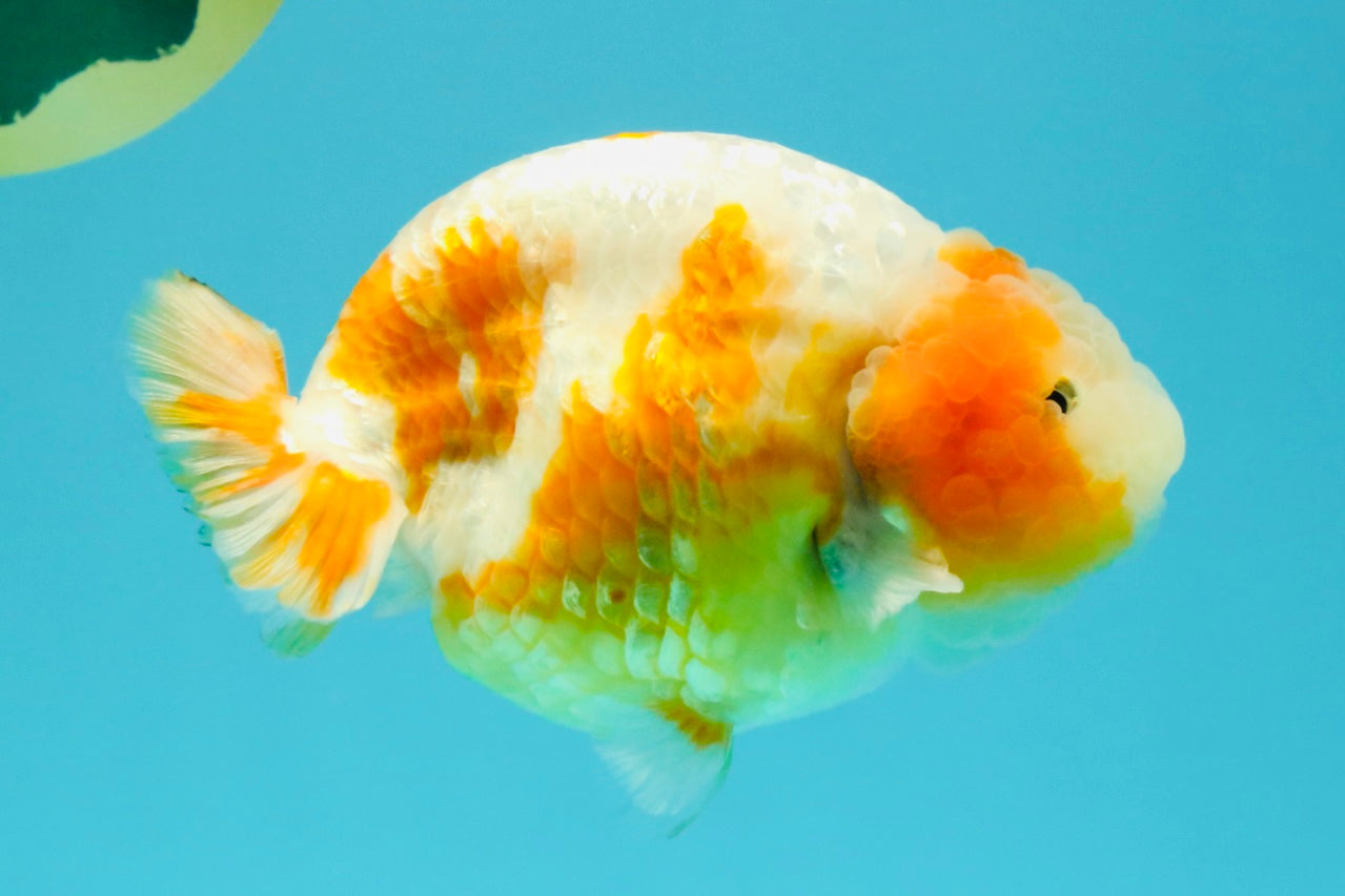 BEAUTY Sakura Chinese Ranchu Male 5-5.5 inches #032026RC_31