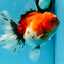 A Grade Sakura Oranda Female 6 inches #060625OR_29