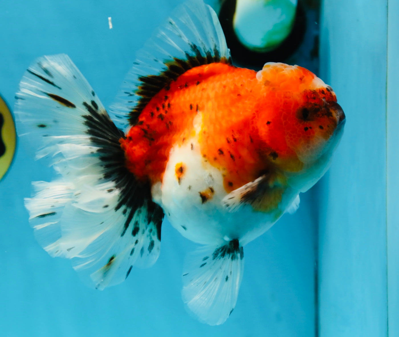 A Grade Sakura Oranda Female 6 inches #060625OR_29