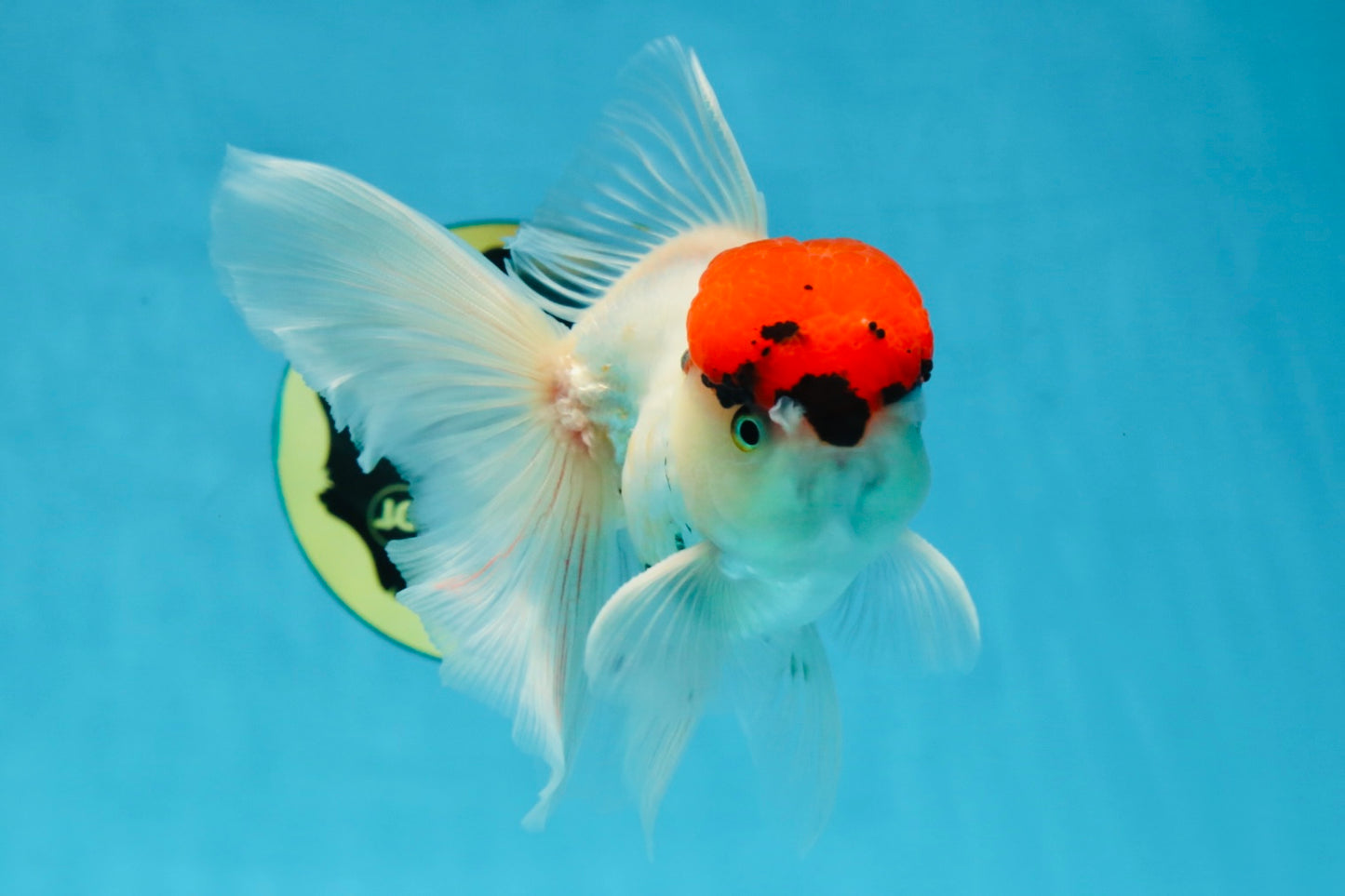 A Grade Tricolor Oranda Male 5 inches #060625OR_27