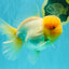 AAA Grade White Oranda Female 7-7.5 inches #032026OR_03