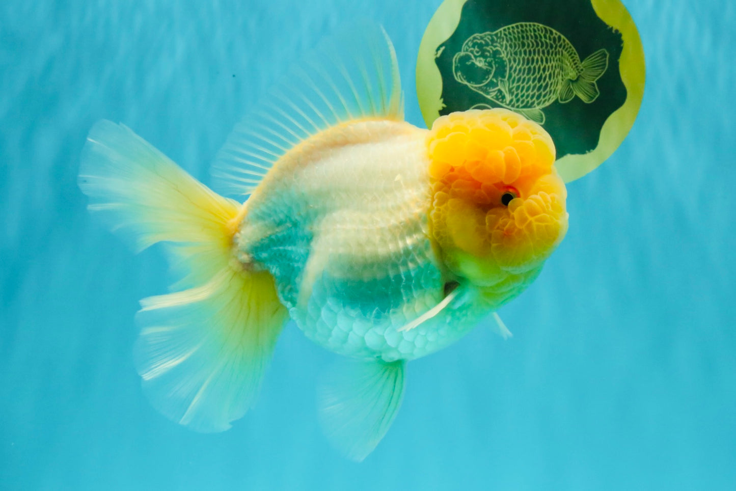 AAA Grade White Oranda Female 7-7.5 inches #032026OR_03