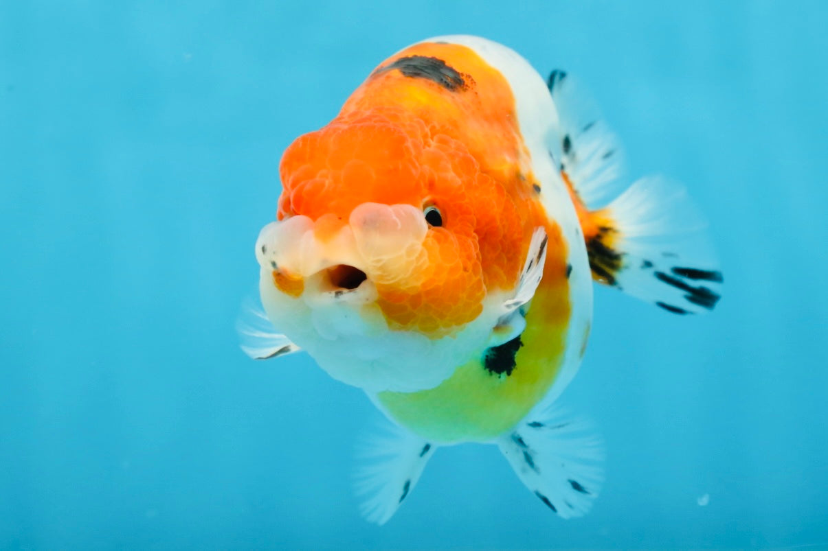 A Grade Freckled Chubby Calico LionKing 4.5 inches #062025LC_07