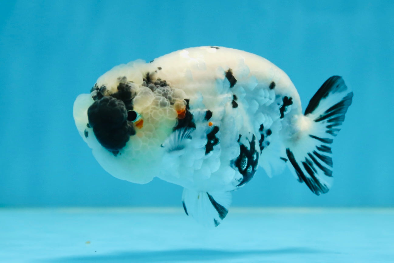 SPECIAL YIN-YANG AAA Grade Cow LionQueen 4 inches #081525LC_03