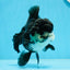 A Grade Panda Oranda Female 5  inches #0927OR_27