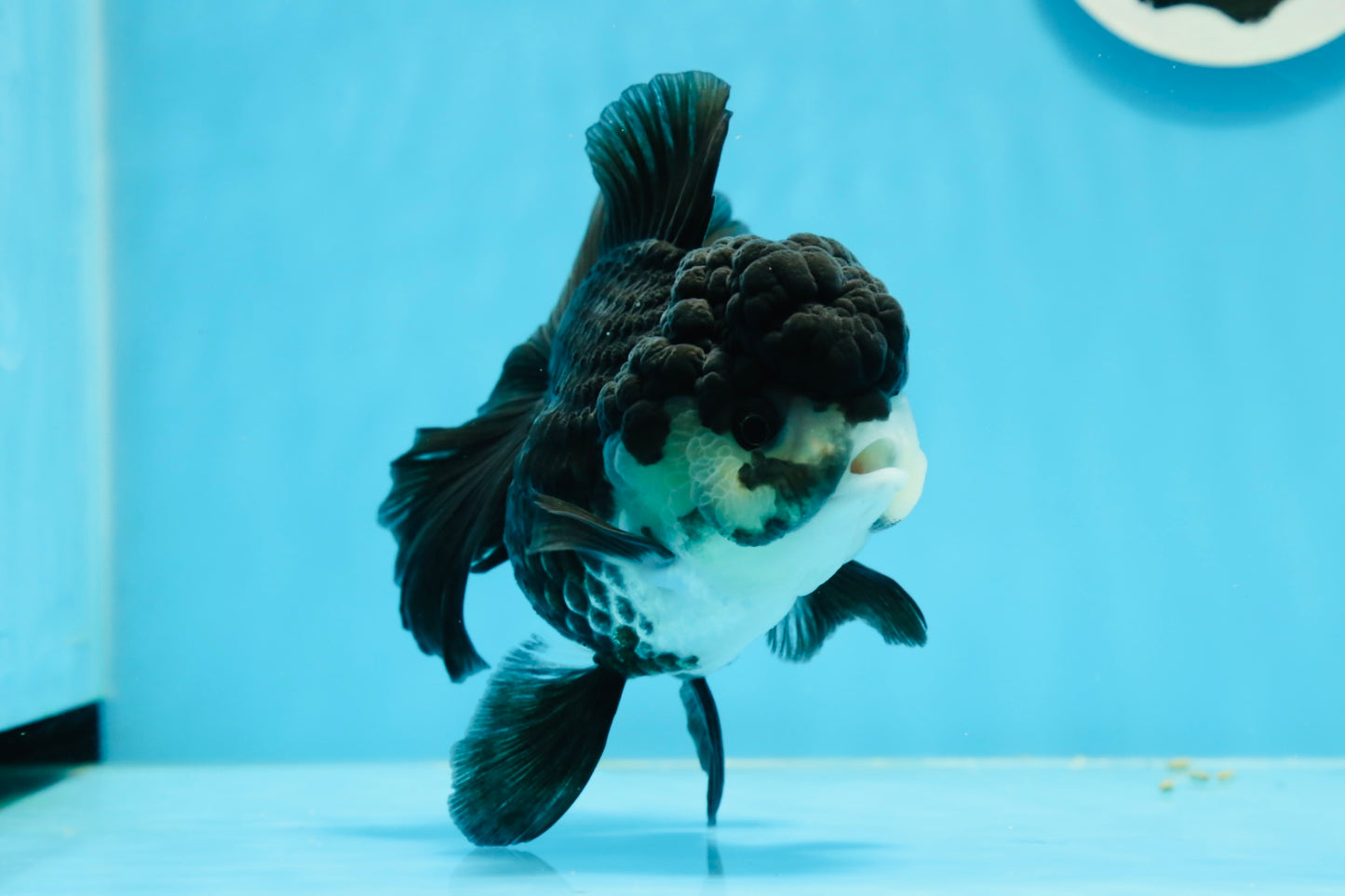 A Grade Panda Oranda Female 5  inches #0927OR_27