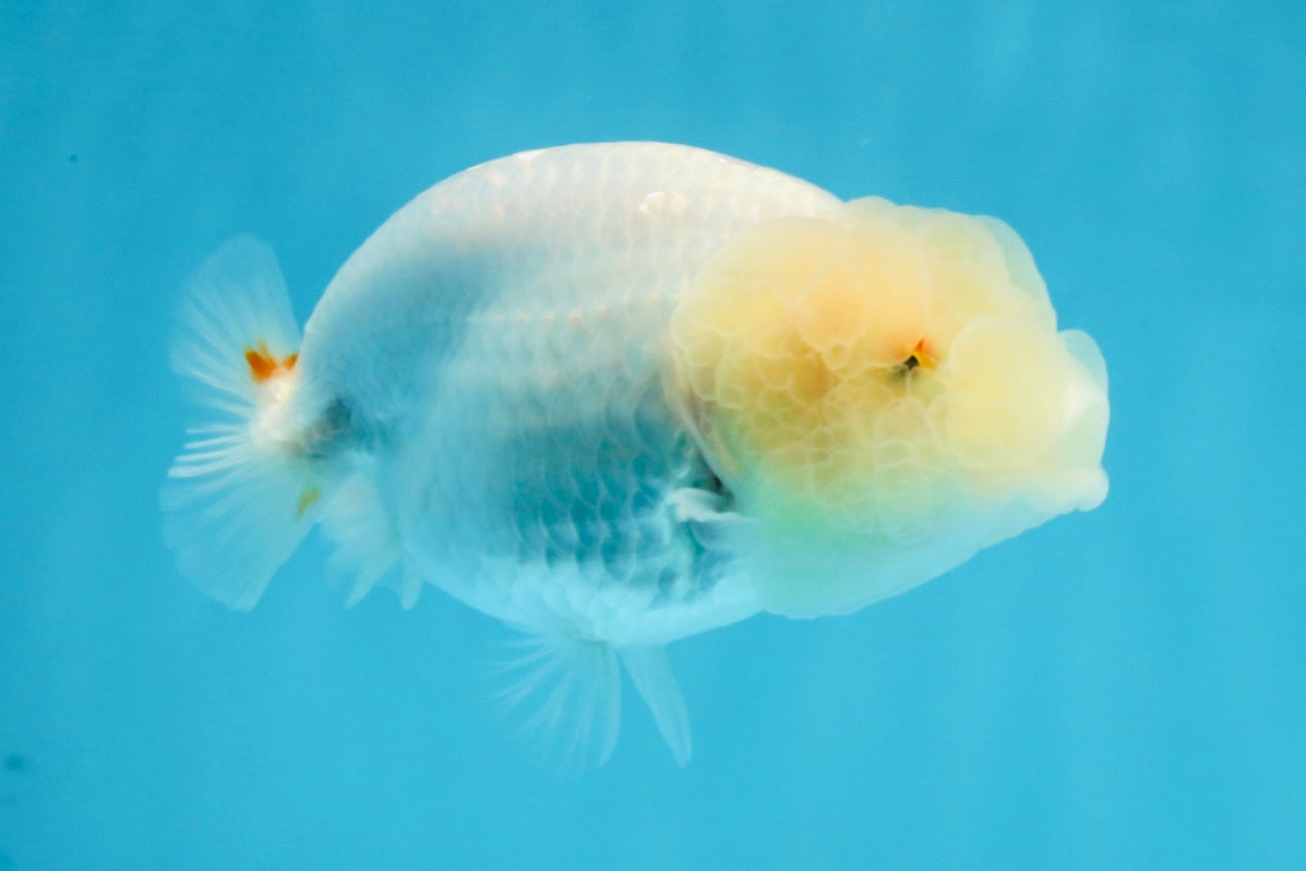 White Lionchu Female 3.5 inches #103125LC_23