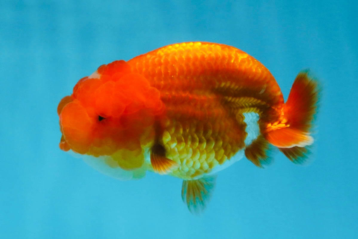 AAA Grade Red White LionQueen 4 inches #103125LC_25