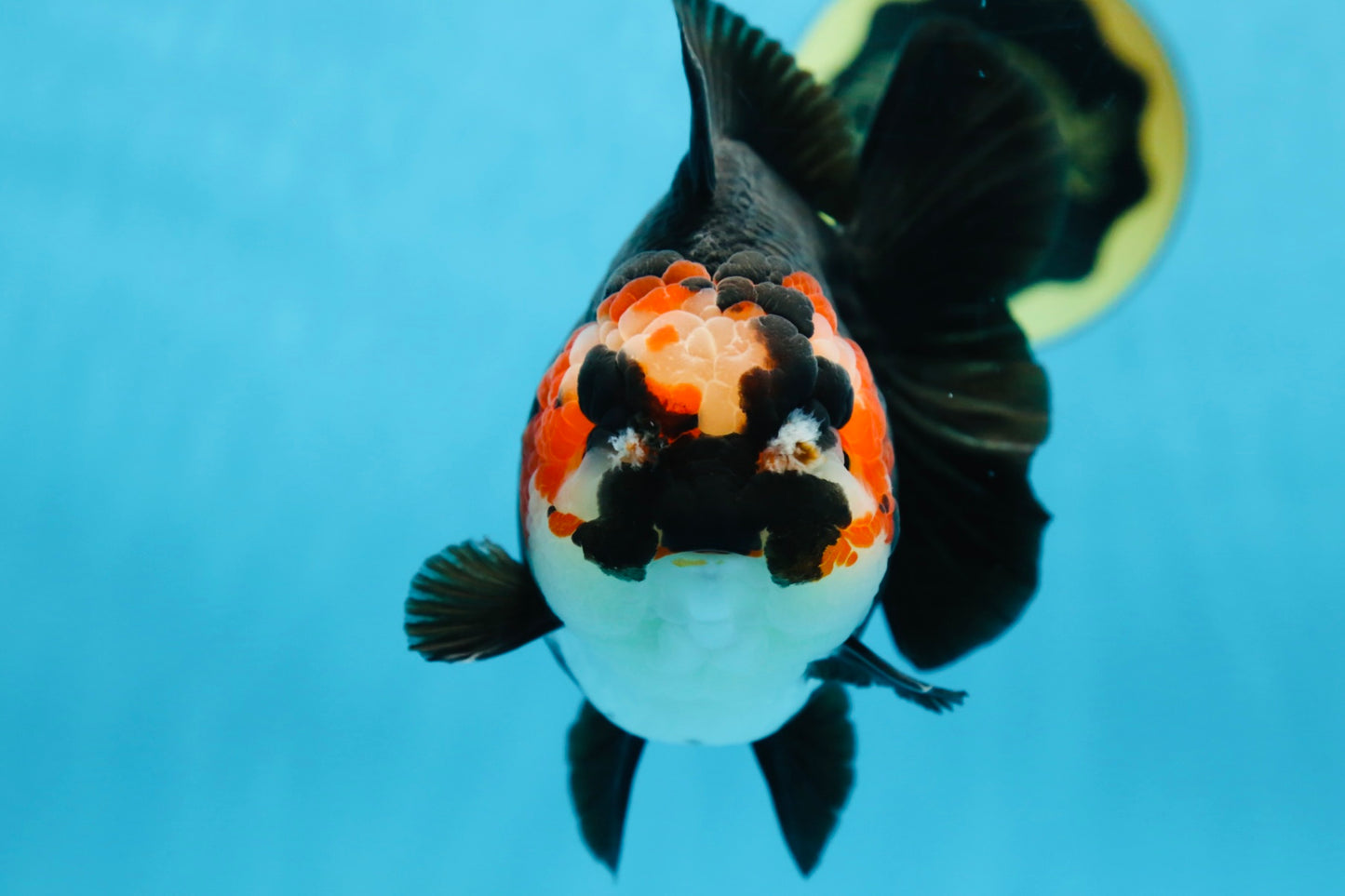 SHOW GRADE UNIQUE Godzilla Tricolor Yuanbao 5.5-6 inches #080825YB_888