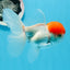 Red Cap Oranda Male 4.5 inches #0920OR_22